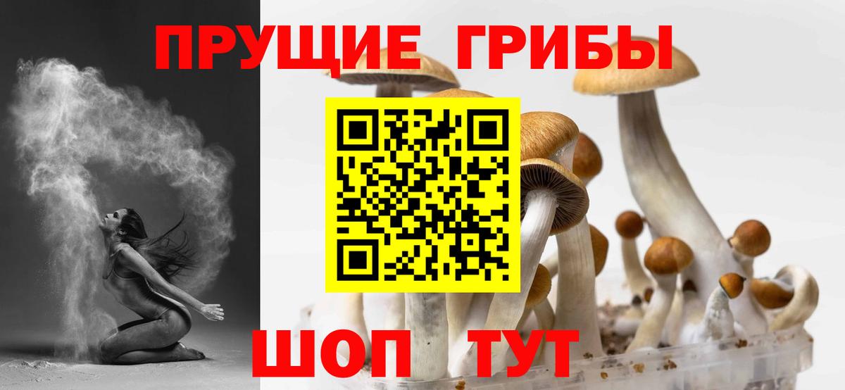 Псилоцибиновые грибы Psilocybine cubensis Менделеевск